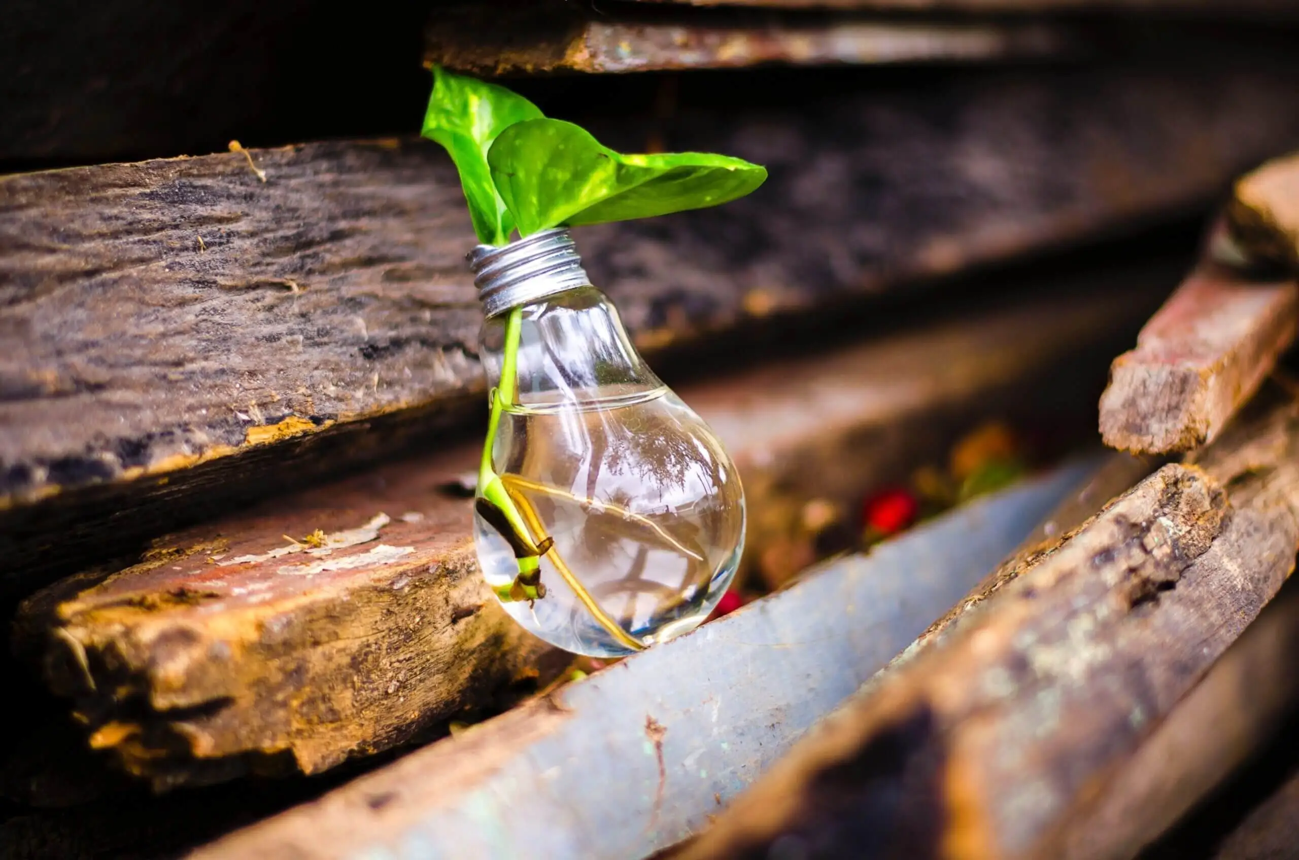 Light bulb on wood